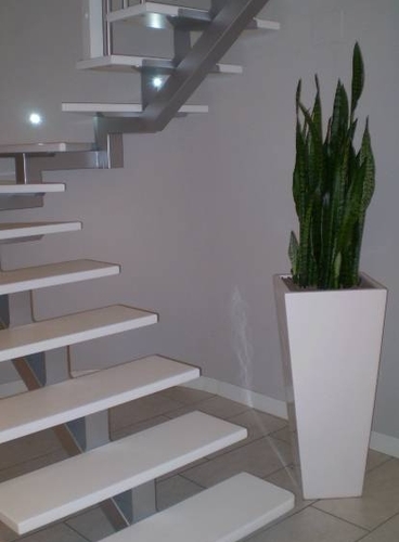 White vase lacquered h 90 with sanseveria Zeylanica-Installation h 190